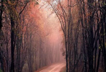 柏太阳神球员因伤缺席比赛：伤病阴影下的坚韧与希望